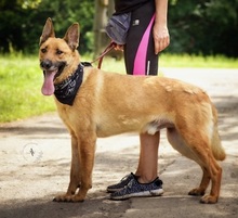 HARRY, Hund, Mischlingshund in Slowakische Republik - Bild 3