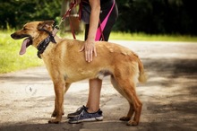 HARRY, Hund, Mischlingshund in Slowakische Republik - Bild 4