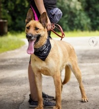 HARRY, Hund, Mischlingshund in Slowakische Republik - Bild 6