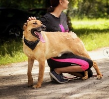 HARRY, Hund, Mischlingshund in Slowakische Republik - Bild 9