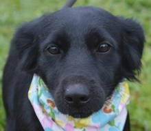 JOHANKA, Hund, Mischlingshund in Slowakische Republik - Bild 1