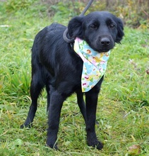 JOHANKA, Hund, Mischlingshund in Slowakische Republik - Bild 2