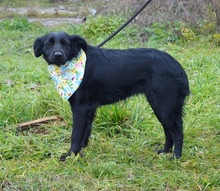 JOHANKA, Hund, Mischlingshund in Slowakische Republik - Bild 3