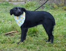 JOHANKA, Hund, Mischlingshund in Slowakische Republik - Bild 4