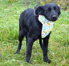 JOHANKA, Hund, Mischlingshund in Slowakische Republik - Bild 5