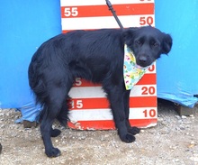 JOHANKA, Hund, Mischlingshund in Slowakische Republik - Bild 6