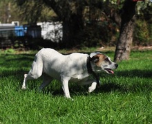 KORAS246, Hund, Mischlingshund in Slowakische Republik - Bild 19