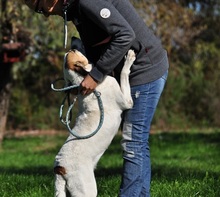 KORAS246, Hund, Mischlingshund in Slowakische Republik - Bild 20