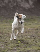 KORAS246, Hund, Mischlingshund in Slowakische Republik - Bild 21