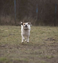 KORAS246, Hund, Mischlingshund in Slowakische Republik - Bild 23