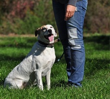 KORAS246, Hund, Mischlingshund in Slowakische Republik - Bild 3