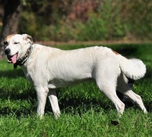 KORAS246, Hund, Mischlingshund in Slowakische Republik - Bild 4