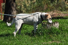 KORAS246, Hund, Mischlingshund in Slowakische Republik - Bild 6