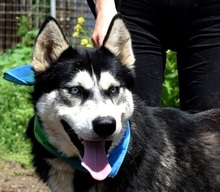 PUMA, Hund, Siberian Husky-Mix in Slowakische Republik - Bild 1