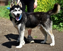 PUMA, Hund, Siberian Husky-Mix in Slowakische Republik - Bild 10