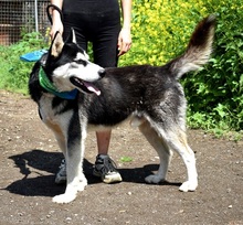 PUMA, Hund, Siberian Husky-Mix in Slowakische Republik - Bild 11