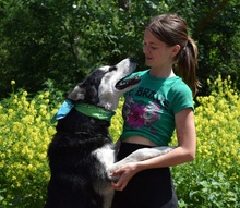 PUMA, Hund, Siberian Husky-Mix in Slowakische Republik - Bild 12