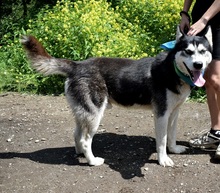 PUMA, Hund, Siberian Husky-Mix in Slowakische Republik - Bild 13