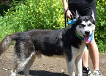 PUMA, Hund, Siberian Husky-Mix in Slowakische Republik - Bild 14