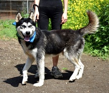 PUMA, Hund, Siberian Husky-Mix in Slowakische Republik - Bild 2