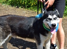 PUMA, Hund, Siberian Husky-Mix in Slowakische Republik - Bild 3