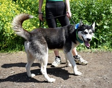 PUMA, Hund, Siberian Husky-Mix in Slowakische Republik - Bild 4