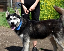 PUMA, Hund, Siberian Husky-Mix in Slowakische Republik - Bild 5