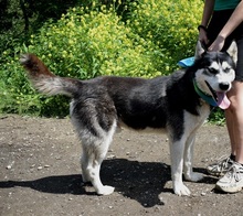 PUMA, Hund, Siberian Husky-Mix in Slowakische Republik - Bild 6