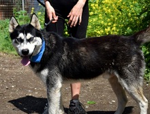 PUMA, Hund, Siberian Husky-Mix in Slowakische Republik - Bild 7