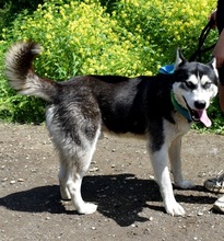 PUMA, Hund, Siberian Husky-Mix in Slowakische Republik - Bild 8