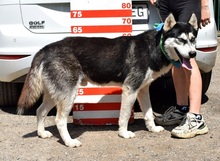 PUMA, Hund, Siberian Husky-Mix in Slowakische Republik - Bild 9