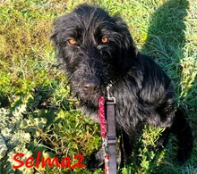 SELMA2, Hund, Griffon-Mix in Griechenland - Bild 1