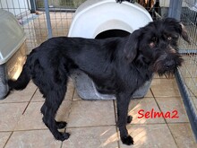 SELMA2, Hund, Griffon-Mix in Griechenland - Bild 11