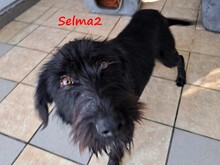 SELMA2, Hund, Griffon-Mix in Griechenland - Bild 2