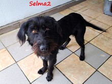 SELMA2, Hund, Griffon-Mix in Griechenland - Bild 4