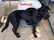 SELMA2, Hund, Griffon-Mix in Griechenland - Bild 6