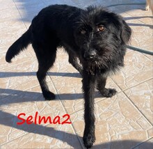 SELMA2, Hund, Griffon-Mix in Griechenland - Bild 7