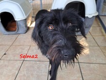 SELMA2, Hund, Griffon-Mix in Griechenland - Bild 8