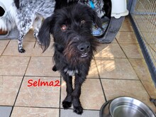 SELMA2, Hund, Griffon-Mix in Griechenland - Bild 9