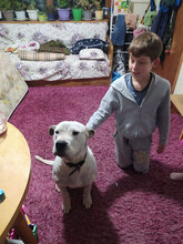 ZDRAVKA, Hund, Dogo Argentino in Bulgarien - Bild 11