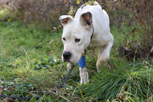 ZDRAVKA, Hund, Dogo Argentino in Bulgarien - Bild 12