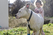 ZDRAVKA, Hund, Dogo Argentino in Bulgarien - Bild 13