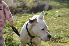 ZDRAVKA, Hund, Dogo Argentino in Bulgarien - Bild 14