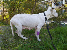 ZDRAVKA, Hund, Dogo Argentino in Bulgarien - Bild 15