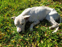 ZDRAVKA, Hund, Dogo Argentino in Bulgarien - Bild 16