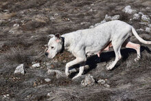 ZDRAVKA, Hund, Dogo Argentino in Bulgarien - Bild 2