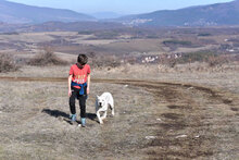 ZDRAVKA, Hund, Dogo Argentino in Bulgarien - Bild 3