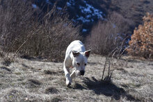 ZDRAVKA, Hund, Dogo Argentino in Bulgarien - Bild 4