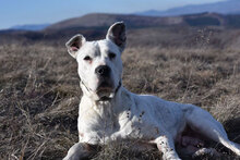 ZDRAVKA, Hund, Dogo Argentino in Bulgarien - Bild 5