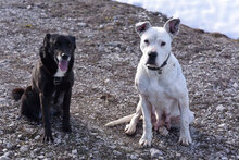 ZDRAVKA, Hund, Dogo Argentino in Bulgarien - Bild 6